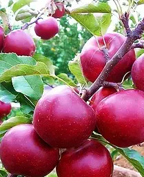 Саджанець Agro-Market Яблуня Джонатан (зимовий сорт, пізній термін дозрівання) (25650) 1 шт. в упаковці - мініатюра 3