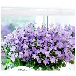 Цибулина Agro-Market Кампанула квітуча Isophylla Blue (178712) 1 шт. - мініатюра 2