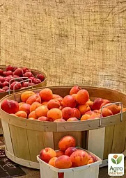 Саджанець Agro-Market Абрикос темно-помаранчевий Мрія (Dream) (канадська селекція, преміальний середньо-ранній сорт) 1 шт. в упаковці (43999) - мініатюра 2