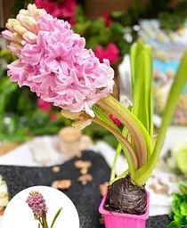 Цибулина Agro-Market Гіацинт Fondant 1 шт. в упаковці (50645) - мініатюра 3