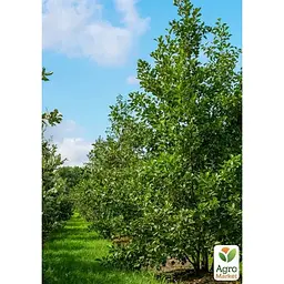 Вільха звичайнаAgro-Market 80-100 см (188847) 1 саджанець в упаковці