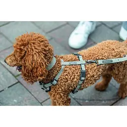 Шлея Trixie CityStyle H-harness для собак бавовна L-XL 75-120 см 25 мм світло-сірий - мініатюра 5