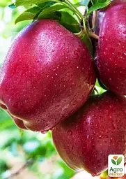 Саджанець Agro-Market Яблуня Чорний Принц (зимовий сорт, средньо-пізній термін дозрівання) 1 шт. в упаковці (71840) - мініатюра 3