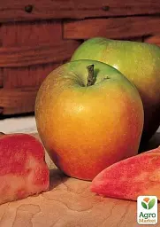 Саджанець Agro-Market Яблуня Хідден Роуз (осінній сорт, середнього терміну дозрівання) (71865) - мініатюра 2
