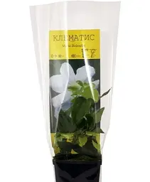Клематис Agro-Market Marie Boisselot 1 саджанець в упаковці (15962) - мініатюра 2