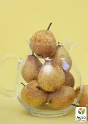 Саджанець Agro-Market Груша Стрийська (зимовий сорт, пізній термін дозрівання) 1 шт. в упаковці (39895) - мініатюра 2