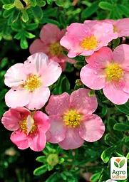 Саджанець Agro-Market Перстач чагарниковий Pink Beauty (178645) - мініатюра 2