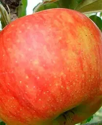 Саджанець Agro-Market Яблуня Целесте (літній сорт пізнього терміну дозрівання) (35432) 1 шт. в упаковці - мініатюра 4
