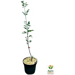 Саджанець Agro-Market Яблуня Чорний принц укорінена в контейнері (саджанець 2 роки) (99977) - мініатюра 4