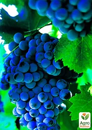 Саджанець Agro-Market Виноград Молдова (пізній термін дозрівання, добре зберігається до 180 днів і транспортується) 1 шт. в пакуванні (19799) - мініатюра 2
