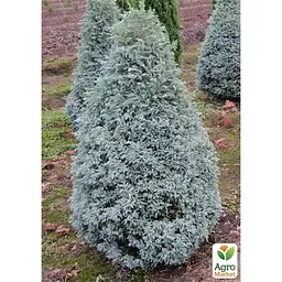 Саджанець Agro-Market Кипарисовик 3-х річний горохоплідний Boulevard С1.5 висота 40-60см (181995) - мініатюра 2