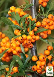 Саджанець Agro-Market Обліпиха 2-річна Єва вкорінена в контейнері (жіночий сорт) 1 шт. в пакуванні (183348) - мініатюра 3