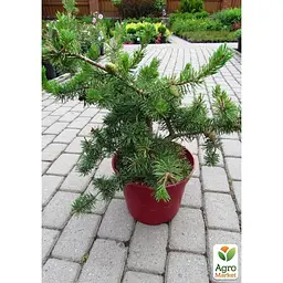 Саджанець Agro-Market Сосна Банкса Kimmerholz С1,5 (бонсай від природи) висота 50-70см (182151) - мініатюра 3