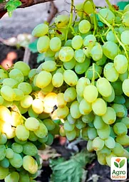 Саджанець Agro-Market Виноград кишмиш Осінній великоплідний 1 шт. в пакуванні (47000) - мініатюра 2