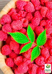 Малина Agro-Market "Діамантова" (ремонтантний великоплідний сорт) 1-річний саджанець (189482) 1 шт в упаковці - мініатюра 2