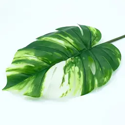 Штучне листя Engard Monstera Alba 71 см (TW-53) - мініатюра 2