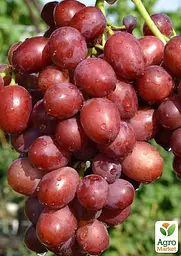Саджанець Agro-Market Виноград Строкатий (надранній, крупноягідний мускат) 1 шт. в пакуванні (63664) - мініатюра 2