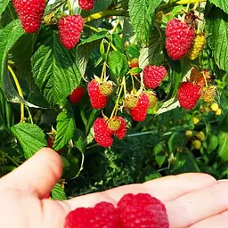 Малина ремонтантна Agro-Market "Маргарита" (великоплідний, ранній, транспортабельний сорт) (188750) 1 шт в упаковці - мініатюра 2