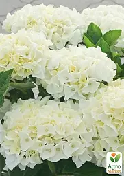 Саджанець Agro-Market LMTD Гортензія крупнолистова квітуча 3-річна Bright White (30-40см) (159470) - мініатюра 4