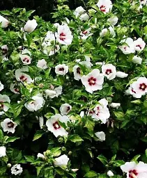 Гібіскус Agro-Market Сирійський білий 1 саджанець в упаковці (44205) - мініатюра 2