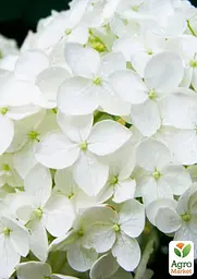 Саджанець Agro-Market Гортензія крупнолиста біла Bright White (44818) - мініатюра 2