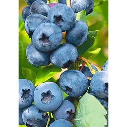 Саджанець Agro-Market Лохина (садова чорниця) Блюголд (Bluegold) (ранній термін дозрівання, зимостійкий і стійкий до хвороб сорт) 1 шт. в упаковці (21309) - мініатюра 2