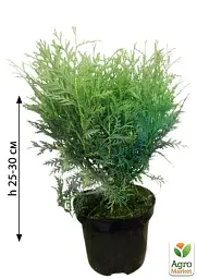 Саджанець Agro-Market Туя західна Little Champion С3 висота 25-30 см 1 шт. в упаковці (71737) - мініатюра 3