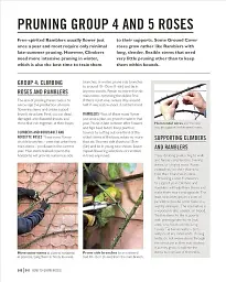 Grow Roses. Essential Know-how and Expert Advice for Gardening Success - мініатюра 10