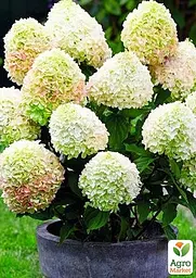 Саджанець Agro-Market Гортензія волотиста Little Fresco (контейнер P9) (180930) - мініатюра 4