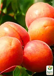 Саджанець Agro-Market Абрикос Космос (літній сорт, ранній термін дозрівання) 1 шт. в упаковці (182864) - мініатюра 2