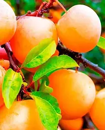 Саджанець Agro-Market Слива Улюблена Млієва (літній сорт, ранній термін дозрівання) (39992) 1 шт. в упаковці - мініатюра 2