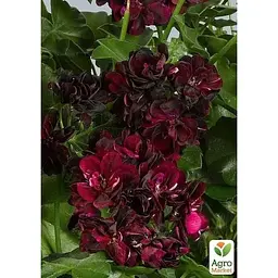 Саджанець Agro-Market Пеларгонія ампельна Primo Burgundy (контейнер № 10 висота 10-20 см) (52162) 1 шт. в упаковці - мініатюра 2