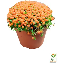 LMTD Нертера Agro-Market Astrid з плодами (висота 15-25см) (189313) 1 саджанець в упаковці кімнатний Нідерланди - мініатюра 2