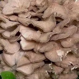 Міцелій на дубових брусочках "Мейтаке" 10шт (45256)