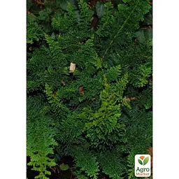 Саджанець Agro-Market Кипарисовик Teddy Bear (вазон P9) (182093) - мініатюра 2