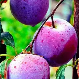 Саджанець Agro-Market Слива Ренклод Карбишева (літній сорт, ранній термін дозрівання) (25932) 1 шт. в упаковці - мініатюра 4