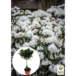 Саджанець Agro-Market Рододендрон на штамбі квітучий 3-х річний Snow Crystal (40-60 см) (62806) из Нидерландов 1 шт. в упаковці - мініатюра 3