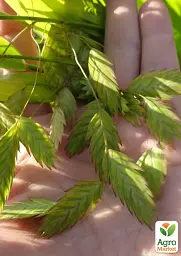 Саджанець Agro-Market Хасмантіум широколистий Uniola latifolia С1, 1 шт. в упаковці (182767) - мініатюра 4