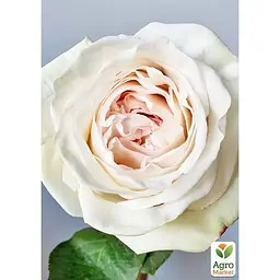 Троянда кущова Agro-Market Вайт Охара саджанець класу АА+ вищий сорт 1 шт. в упаковці (179284) - мініатюра 3