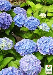 Саджанець Agro-Market Гортензія крупнолиста Forever and ever Blue (64428) - мініатюра 4