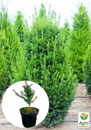 Саджанець Agro-Market Тис ягідний Baccata С2 висота 15-25 см 1 шт. в упаковці (138765) - мініатюра 2