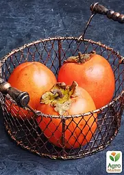 Саджанець Agro-Market Хурма Божий дар на віргінській морозостійкій підщепі 1 шт. в упаковці (42996) - мініатюра 7
