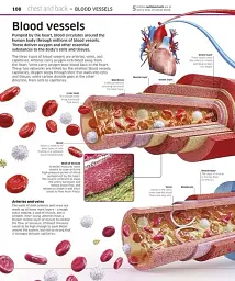 Knowledge Encyclopedia Human Body! - мініатюра 4