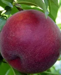 Саджанець Agro-Market Персик Річ Мей (39934) 1 шт. в упаковці - мініатюра 2