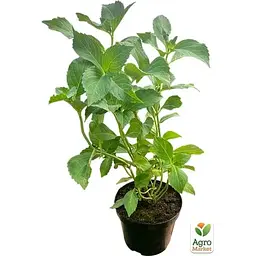 Саджанець Agro-Market Гортензія крупнолиста 2-річна The Bride висота саджанця 20-40 см (179732) 1 шт. в упаковці - мініатюра 2