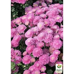 Саджанець Agro-Market Хризантема мультифлора куляста Branfountain Pink (176422) 1 шт. в упаковці - мініатюра 2