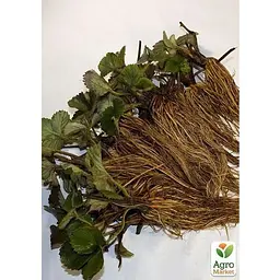 Саджанець Agro-Market Гібрид полуниці і малини Веденсвілл 7 (Vedenswil) (середній термін дозрівання) 5 шт. (25795) - мініатюра 4