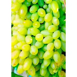 Саджанець Agro-Market Виноград Сторіччя (кишмиш, середньо-ранній термін дозрівання, грона солідні вагою до 1500г) 1 шт. в упаковці (36291) - мініатюра 2