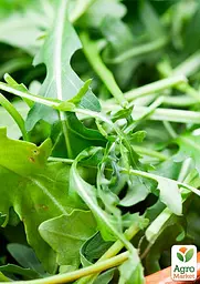 Насіння Agro-Market Салат Рукола на вагу ціна за 10 г (13359) - мініатюра 2