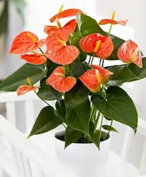 Саджанець Agro-Market Антуріум (Anthurium) Prince of Orange (152866) 1 шт. в упаковці (кімнатний) - мініатюра 2